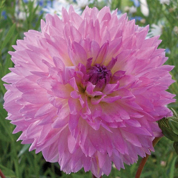 Георгина Декоративная Сакура Фубуки Георгина Декоративная Сакура Фубуки