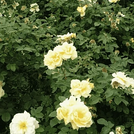 Шиповник морщинистый Dagmar Hastrup