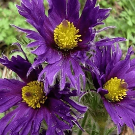 Прострел обыкновенный Prima Papageno