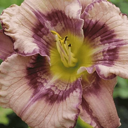 Лилейник Get Jiggy