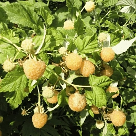 Малина обыкновенная Беглянка