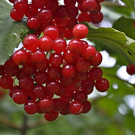 Калина красная Красная гроздь