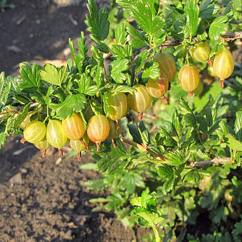 Крыжовник Янтарный