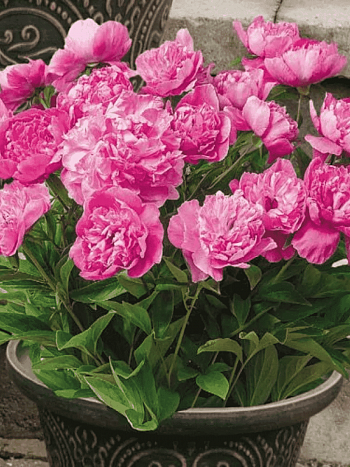 Пион травянистый Patio Peony Rome