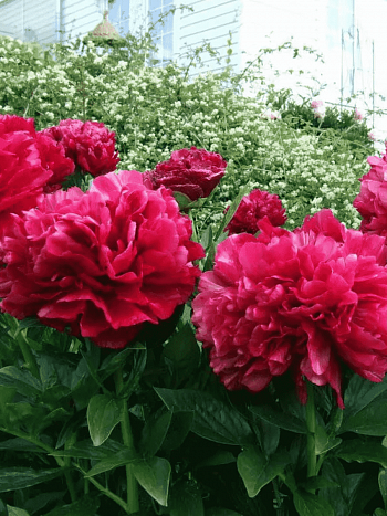 Пион Молочноцветковый Red Sarah Bernhardt