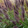 Пеннисетум лисохвостый Black Beauty