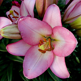 Лилия ЛА-гибрид Самур НАБОР 2ШТ (2+2)