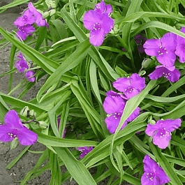 Традесканция Арендса Karminglut