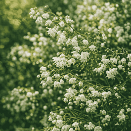 Василистник Делавея Alba