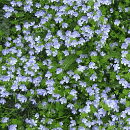 Вероника ползучая