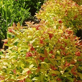 Спирея японская Firelight