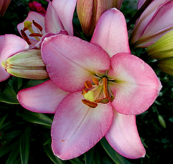 Лилия ЛА-гибрид Самур НАБОР 2ШТ (2+2)