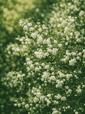 Василистник Делавея Alba