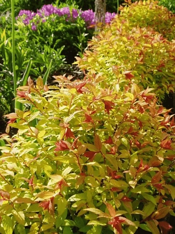 Спирея японская Firelight