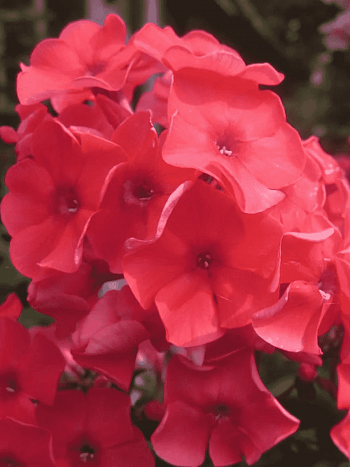 Флокс метельчатый Tequila Sunrise