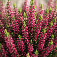 Вереск обыкновенный Pink Bettina