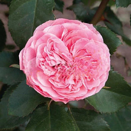 Роза флорибунда Аллюр Винтер Джевел Роза флорибунда Аллюр Винтер Джевел