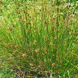 Ситник развесистый