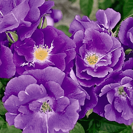 Роза Кустовая Rhapsody in Blue