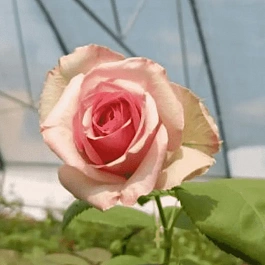 Роза кустовая Джимми