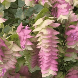 Душица кругнолистная Kent Beauty