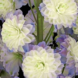 Дельфиниум Highlander Purple Surprise