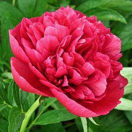 Пион древовидный Красный лист