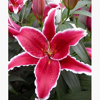 Лилия восточная Ред Айс