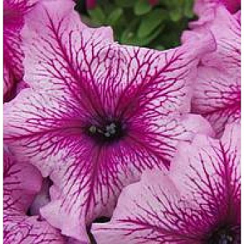 Петуния грандифлора Лимбо Джи Пи Орхид Вейн
