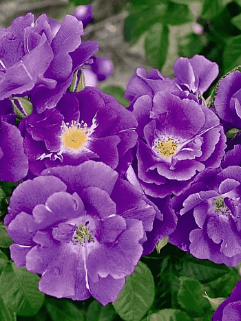 Роза Кустовая Rhapsody in Blue