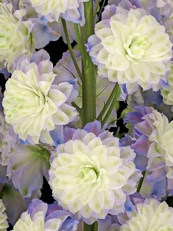 Дельфиниум Highlander Purple Surprise