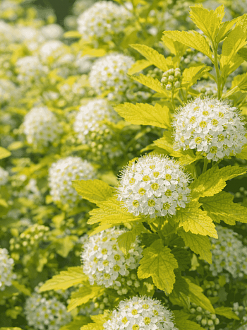 Пузыреплодник калинолистный Nugget