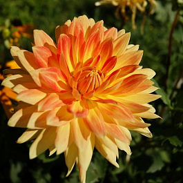 Георгина Декоративная Мотто