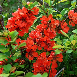 Айва японская Золотистая