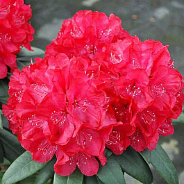Рододендрон гибридный Владислав Ягайло