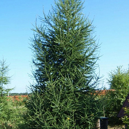 Лиственница европейская Лиственница европейская