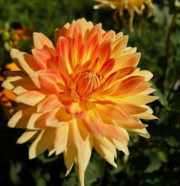 Георгина Декоративная Мотто