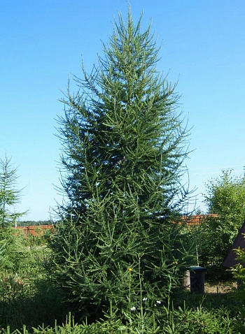 Лиственница европейская