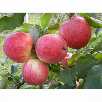 Яблоня Осеннее полосатое