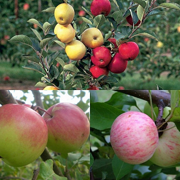 Дерево-сад (2-3х летка) яблоня 2 сорта Богатырь - Антоновка обыкновенная