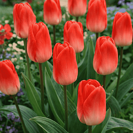 Тюльпан Diantha