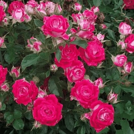 Роза спрей Ruby Star