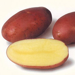 Картофель семенной Лабелла Картофель семенной Лабелла