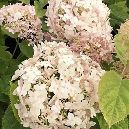 Гортензия древовидная Candybelle Marshmallow
