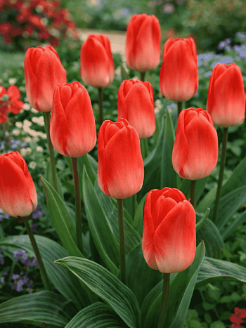 Тюльпан Diantha