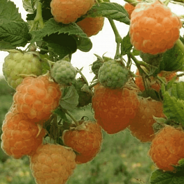 Малина обыкновенная Золотые купола