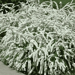 Спирея серая Grefsheim