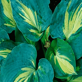 Хоста Dream Queen