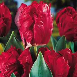 Тюльпан Попугайный Топпэррот Тюльпан Попугайный Топпэррот