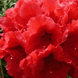 Рододендрон гибридный Red Jack